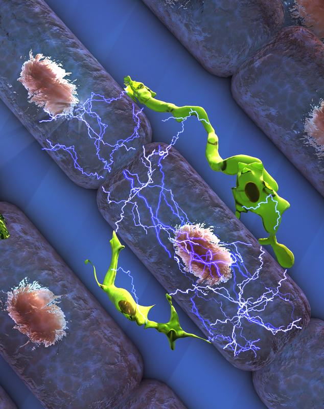 Illustration der Wechselwirkung zwischen Herz-Makrophagen (grün) und Herz-Muskelzellen (lila). Dadurch wird die elektrische Impuls-Übertragung im Herzen unterstützt.