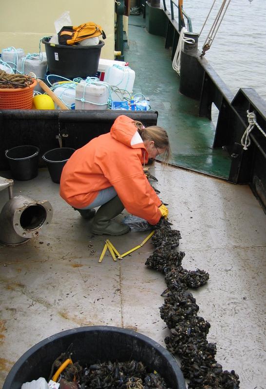 Auswertung eines Versuchbrutsammlers an Bord eines Muschelkutters