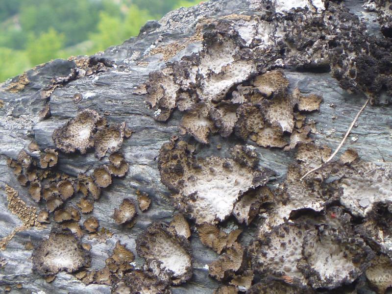 Pustel-Nabelflechte Lasallia pustulata auf Gestein 