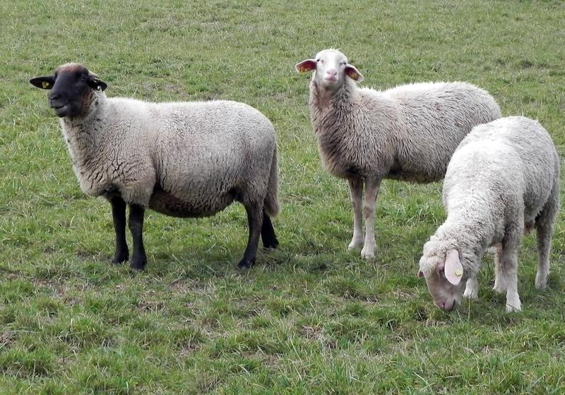 Insbesondere Schafe tragen erheblich zum Austausch von Pflanzensamen und somit zum Artenreichtum bei. 