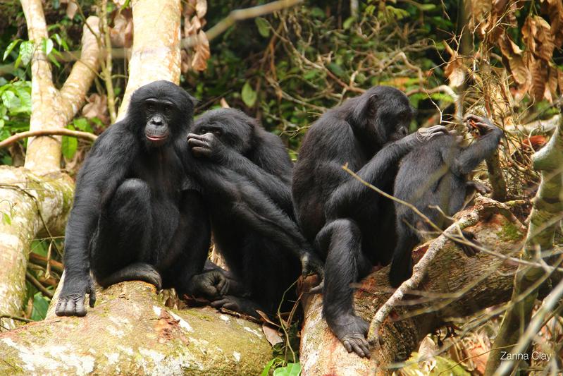 Bonobos bei der gegenseitigen Fellpflege. 