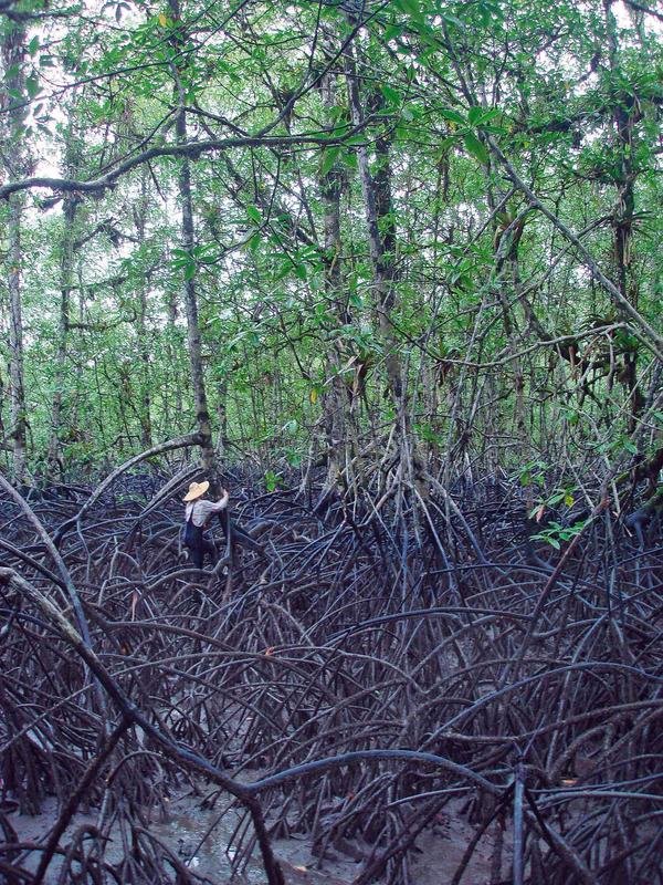 Researchers in the mangrove forest of the Colombian Pacific Coast