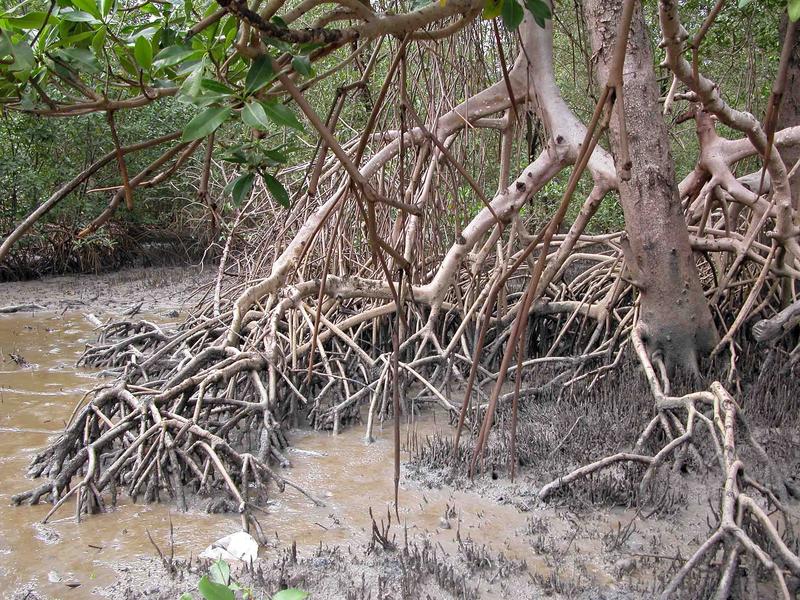 Mangroves in Northeastern Brazil
