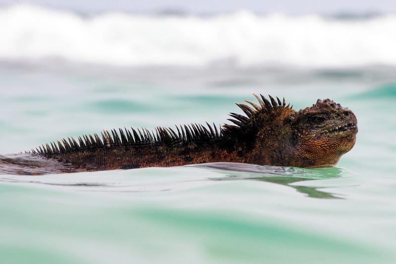 Amblyrhynchus cristatus godzilla