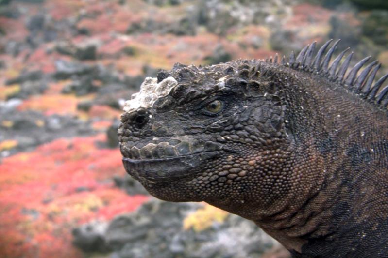 Image of the Godzilla marine Iguana (Amblyrhynchus cristatus godzilla) to be published freely in connection with reports about this study
