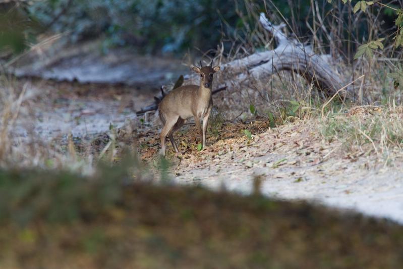 The Maxwell's duiker (Philantomba maxwellii), a small antelope that lives in western Africa.