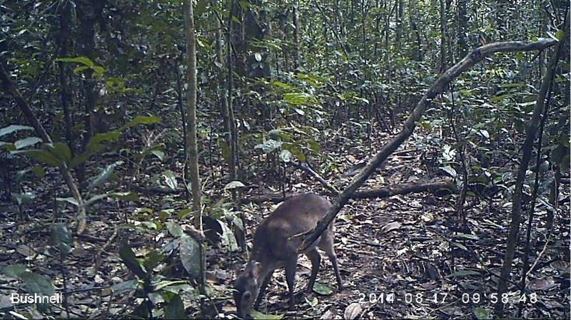 Still image of a Maxwell's duiker captured from video recorded by a camera trap set in Taï National Park, Côte D'Ivoire, 2014.