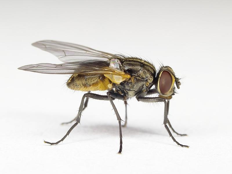Weit verbreitetes Forschungsobjekt: die Stubenfliege Musca domestica.