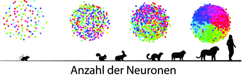 Simulationen zeigen wie, mit einer zunehmenden Anzahl Neurone, die neuronale Karte von einer unstrukturierten Verteilung zu einer strukturierten übergeht.