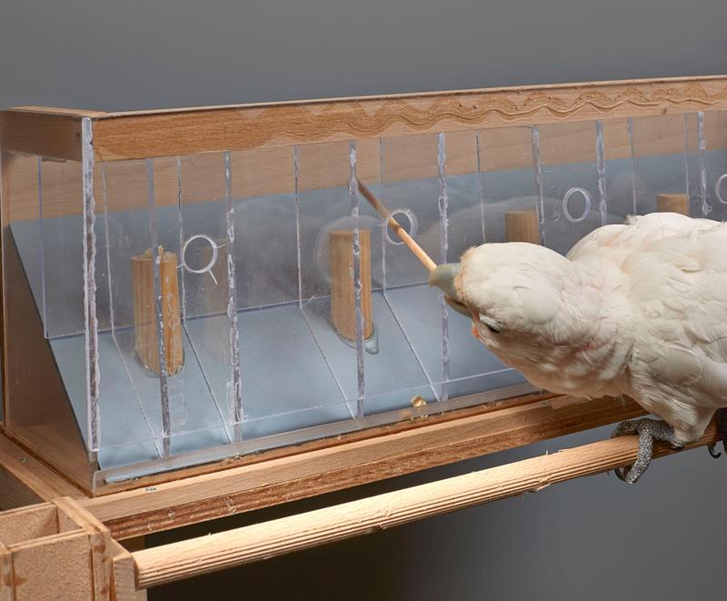 Im Versuch sollten die Kakadus nur mit einem Stöckchen erreichbares Futter entweder aus mehreren bodennahen oder erhöhten Boxen holen, ohne das Werkzeug abzulegen.