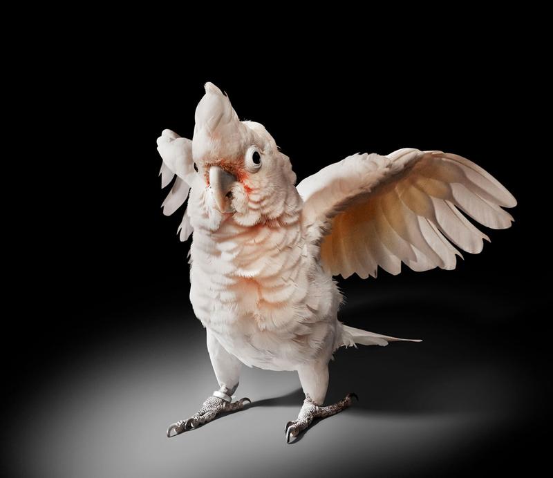 In natürlichen Lebensräumen verwenden Goffin-Kakadus üblicherweise keine Werkzeuge. Im Experiment nutzen sie schon nach kurzer Lernphase Stöckchen, um an sonst unerreichbare Belohnungen zu kommen.