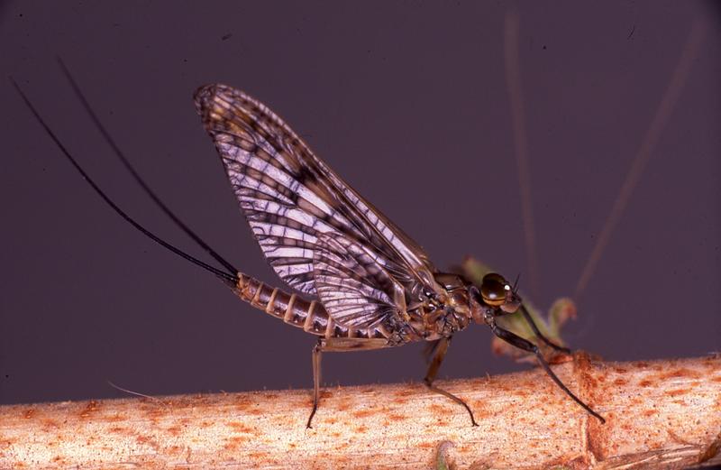 Die Eintagsfliege Rhithrogena germanica