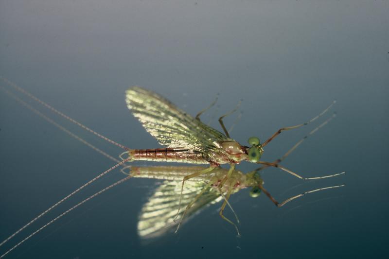 Die Eintagsfliege Heptagenia flava