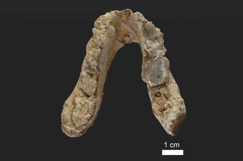 Unterkiefer des 7,175 Millionen Jahre alten Graecopithecus freybergi (El Graeco) aus Pyrgos Vassilissis, Griechenland (heutiges Stadtgebiet von Athen) 