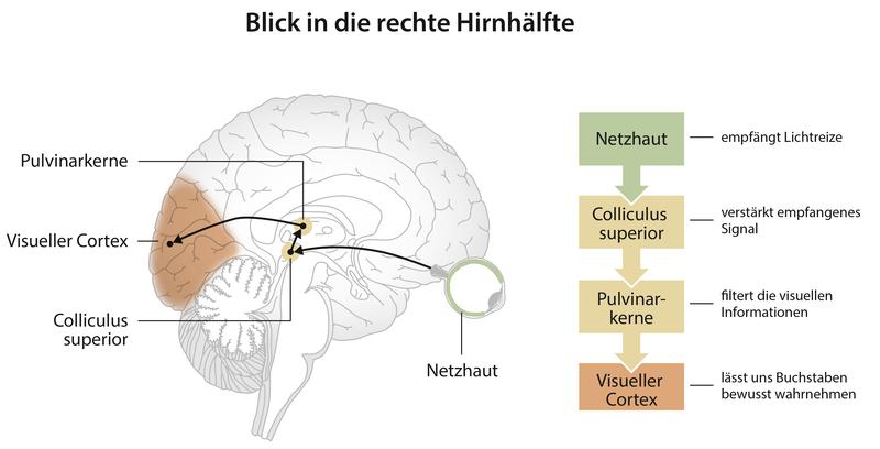 Lesen lernen führt zu neuroplastischen Veränderungen in einem Netzwerk, das tief ins Gehirn hineinreicht. Dieser Umbauprozess verbessert unsere visuelle Navigation durch Texte.