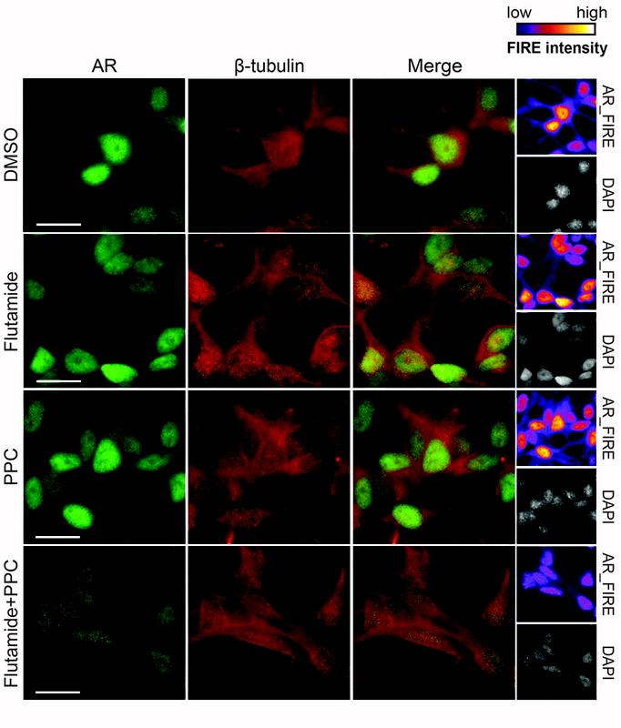 ) Immunofluorescence analysis of prostate cancer cells treated with 15mM flutamide, 35 µM PPC or the combination for 24 h. Scale Bar 20 µM 