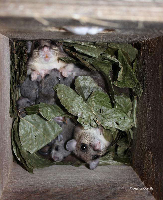 Edible dormice choose areas with more conifers and just several beech trees to have consistant food resources.