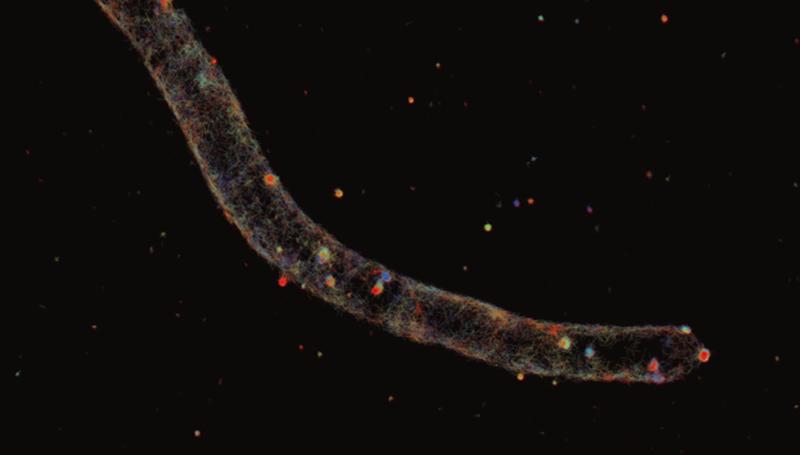 Ein Protein (rot gefärbt) sitzt an der Spitze einer Hyphe von Aspergillus nidulans und kontrolliert das Wachstum 