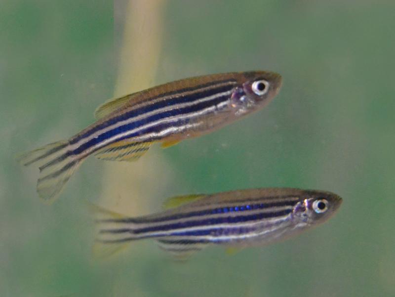 Zebrafisch-Pärchen am Berliner Leibniz-Institut für Gewässerökologie und Binnenfischerei (IGB).
