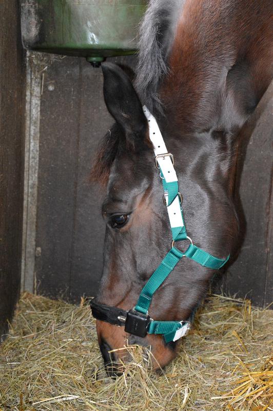 Horses masticate very thoroughly when eating.