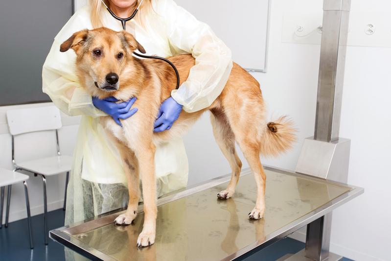 Dogs suffering from mammary tumors aid breat cancer research for humans.