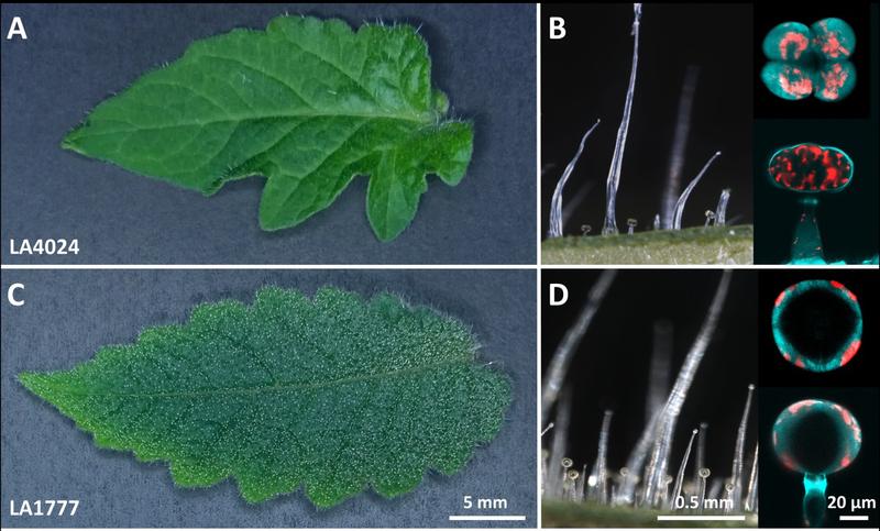 Glandular trichomes of cultivated tomato Solanum lycopersicum (A) and wild-growing tomato species, Solanum habrochaites (C) and the respective microscopic images in the right panel. 