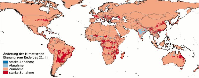 Die Karte zeigt, wo sich günstige Klimabedingungen für Chikungunya-Übertragungen bis zum Jahr 2100 verstärken und ausweiten. Vorausgesetzt ist eine weitgehend ungebremste Fortsetzung des Klimawandels