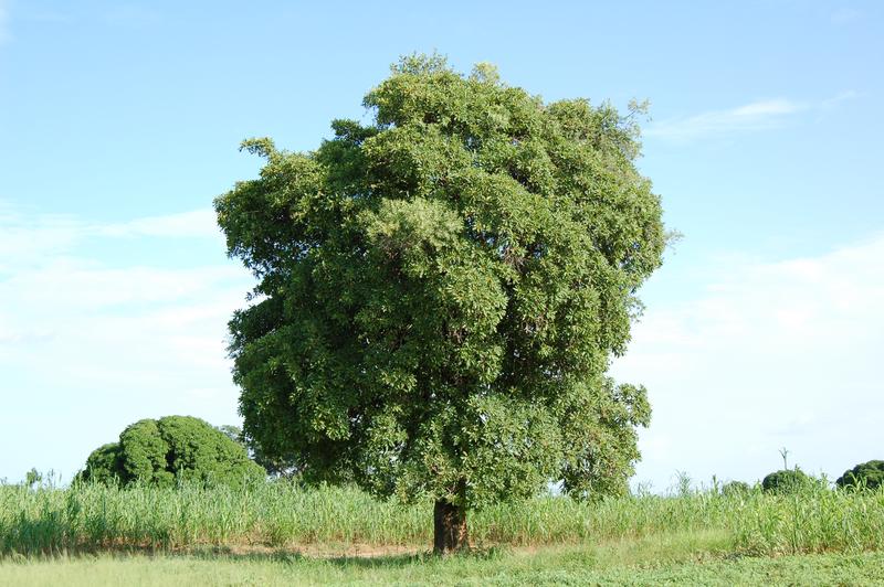 Der Karitébaum (Vitellaria paradoxa) ist einer der Arten, deren Schutzstatus sich nach der neuen Studie verändert hat. 