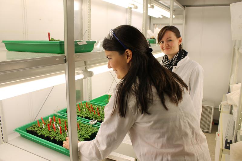 Doctoral researchers in Bayreuth Carolin Kerl M.Sc. (left) and Colleen Rafferty M.Sc. (right) are investigating the absorption of thioarsenates in the thale cress (Arabidopsis thaliana). 