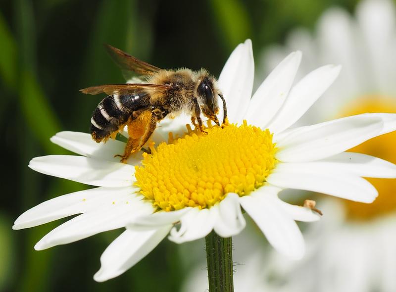 Für die Bestäubung von Kulturpflanzen spielen Wildbienen eine entscheidende Rolle. Hier die Sandbiene Andrena flavipes beim Blütenbesuch