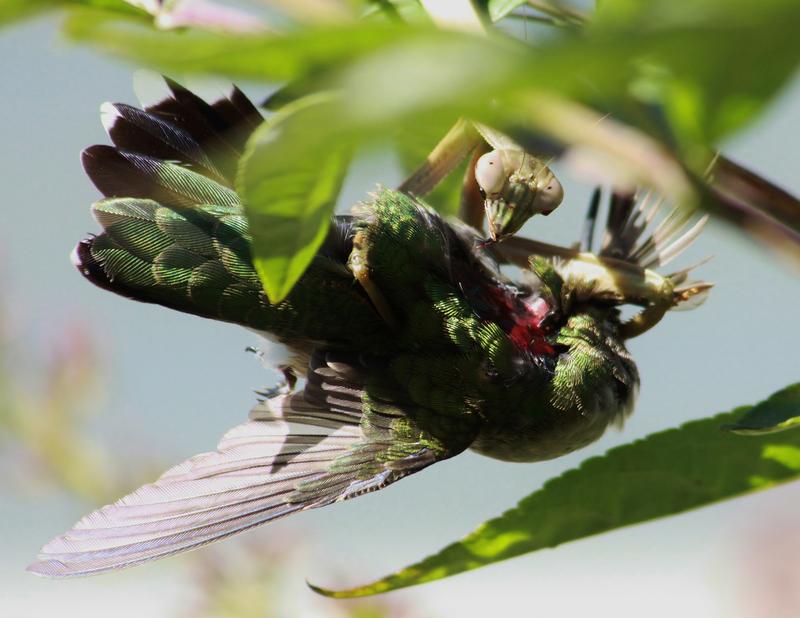 Successful hunt: praying mantis (Tenodera sinensis) with a Ruby-throated Hummingbird (Archilochus colubris) as her prey. Illinois, USA