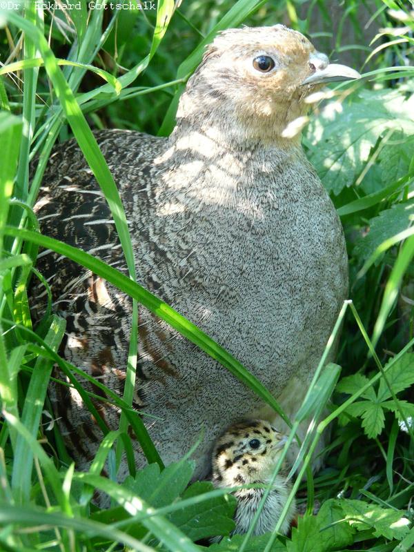 Rebhenne mit Küken