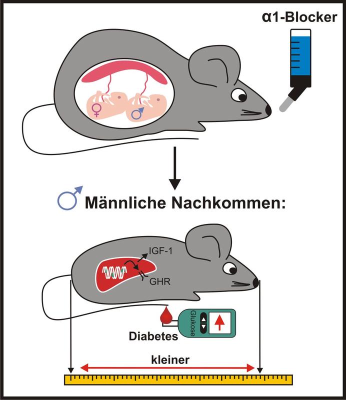 Verringertes Wachstum männlicher Nachkommen nach Alpha-Blocker-Behandlung 