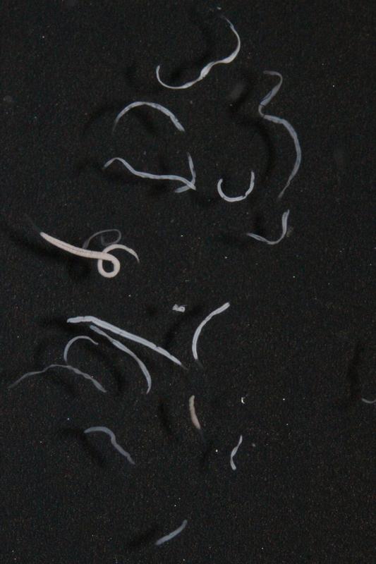 Mehrere Wimperntierchen aus Mittelmeer unter dem Mikroskop. Der Schwefel in den symbiontischen Bakterien reflektiert das Licht und sorgt für die helle Farbe. 