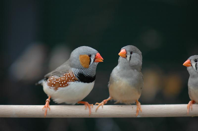 Das Geschlechtschromosom Z männlicher Zebrafinken kommt in zwei Varianten vor. Männchen, die je eine Kopie dieser Varianten besitzen, können sich besonders gut fortpflanzen.