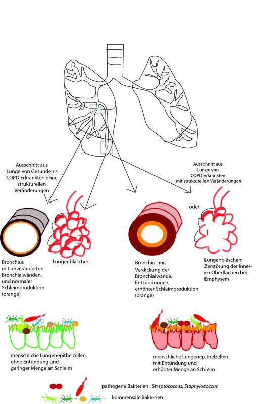 Infografik zur Publikation Engel et al.
