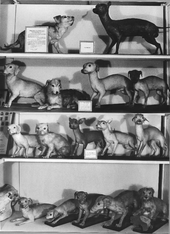 Historisches Foto der Museumsvitrine mit Dermoplastiken aus der Nackthundstudie. Oben: weiblicher behaarter Hund (l.) und männlicher haarloser Hund; darunter ihre Nachkommen (F1- und F2-Generation).