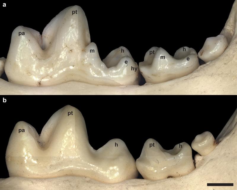 Backenzähne im Unterkiefer (a) eines behaarten Hundes und (b) eines Nackthundes. Die mit (m), (e) und (hy) bezeichneten Höcker sind beim behaarten Tier vorhanden, fehlen aber beim Nackthund.