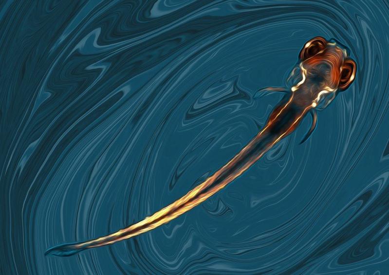 Mit dem Seitenlinienorgan können Zebrafischlarven kleinste Unterschiede im Wasserfluss zwischen der rechten und der linken Körperseite erkennen und so ein Abdriften vermeiden. 