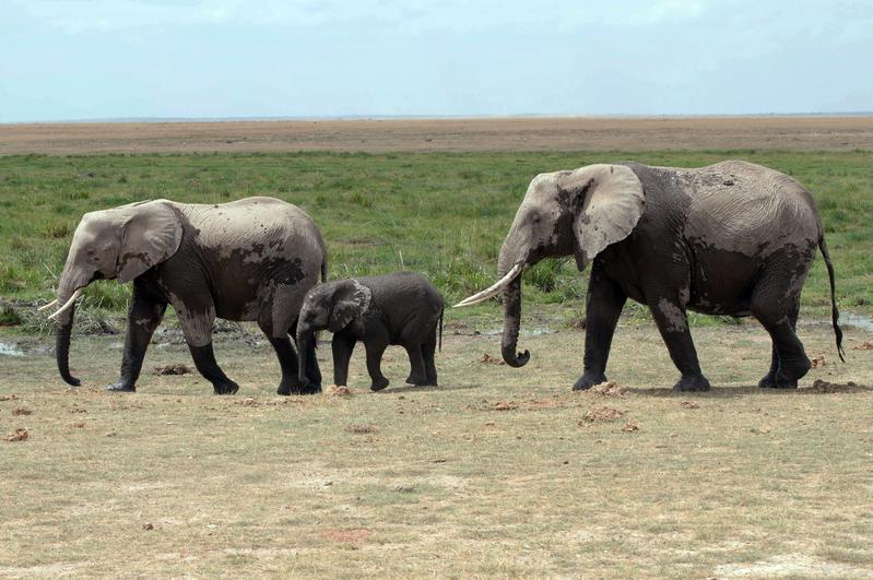 Der Afrikanische Elefant ist das größte Tier an Land, jedoch nicht das schnellste.