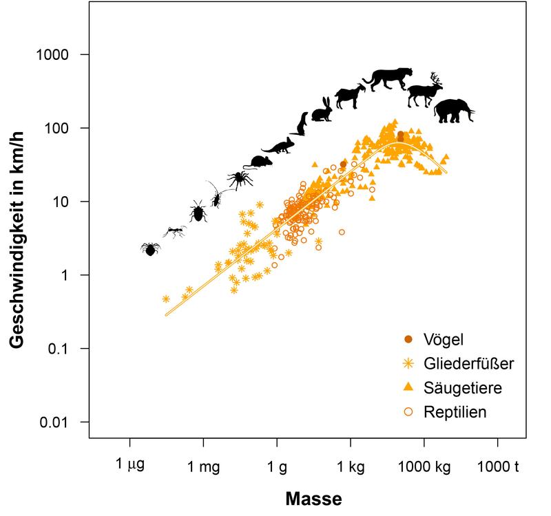 Den parabelartigen Zusammenhang zwischen dem Gewicht von Tieren und ihrer  maximalen Geschwindigkeit haben Forscher nun erstmals in einem einfachen mathematischen Modell beschrieben.