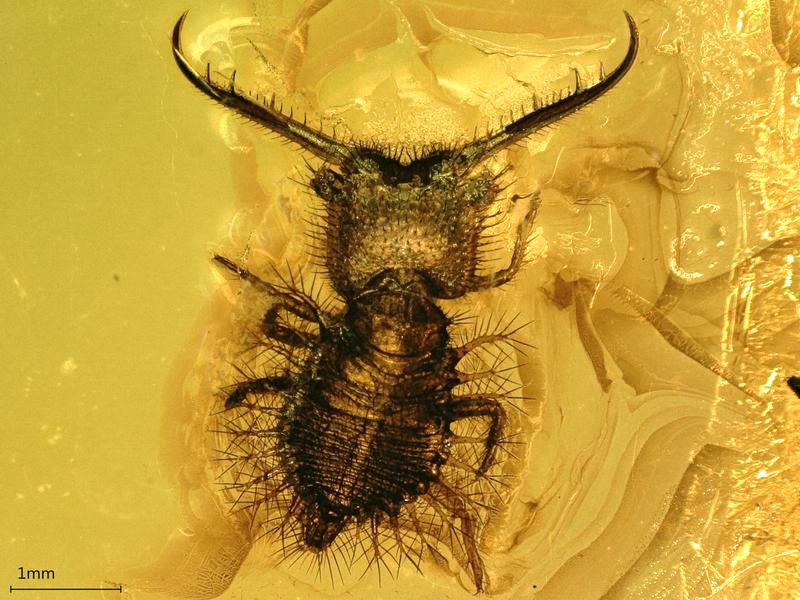 Larva of an owlfly (Neuroptera: Ascalaphidae) in baltic amber – returned from Harvard University to the original collection in June 2017