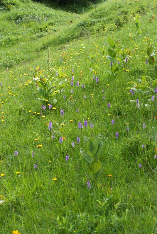 Wiesenorchideen der Spezies Dactylorhiza fuchsii, auch “Fuchssche Kuckucksblumen” genannt.