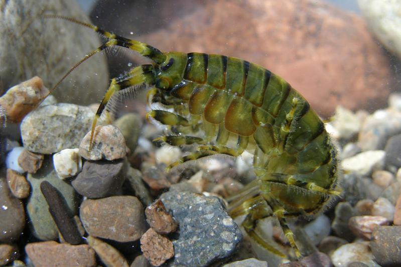 Flohkrebse der Art Eulimnogammarus verrucosus reagieren negativ auf höhere Temperaturen und Schadstoffe wie Cadmium. 