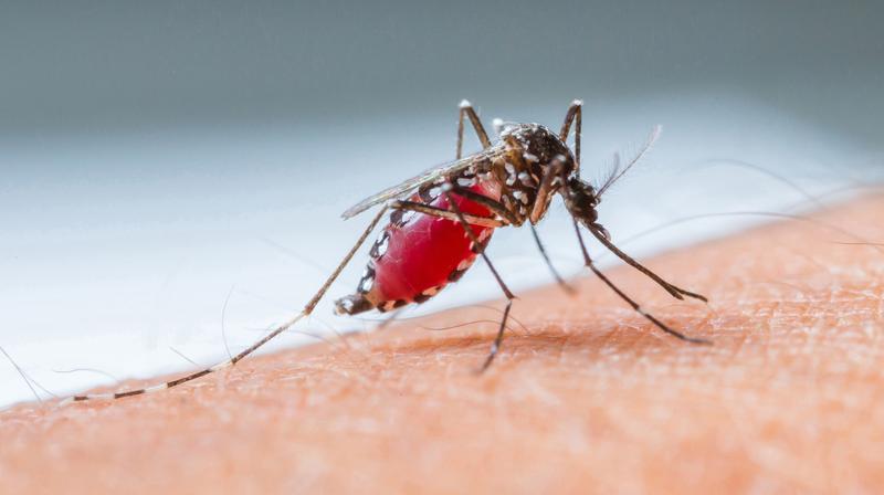      Malaria was already widespread on Sardinia by the Roman period.  