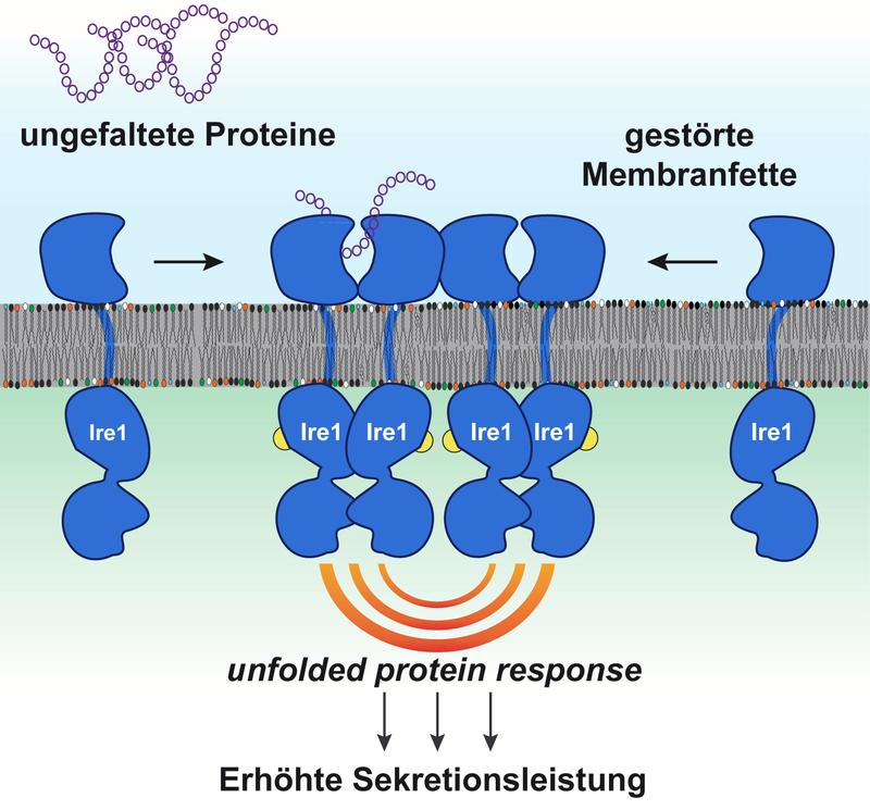 Ungefaltete Proteine und fehlerhafte Zusammensetzungen der Membranfette werden von dem Sensorprotein Ire1 erfühlt und führen zur Aktivierung der „unfolded protein response“.