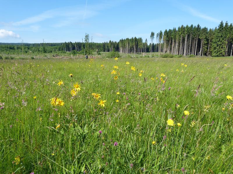 Wiesen mit Arnica montana, Vogelsberg, Hessen