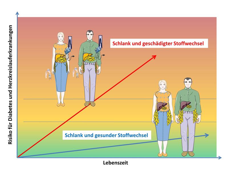 Schlanke mit schädigtem Stoffwechsel haben ein dreifach erhöhtes kardiovaskuläres und Mortalitätsrisiko ist im Vergleich zu metabolisch Gesunden.