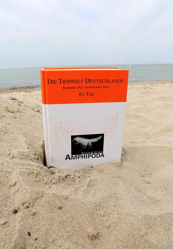 The new amphipod monograph for the first time combines in one field guide all 190 marine and 53 freshwater species ever detected in the Baltic Sea and its catchment area.