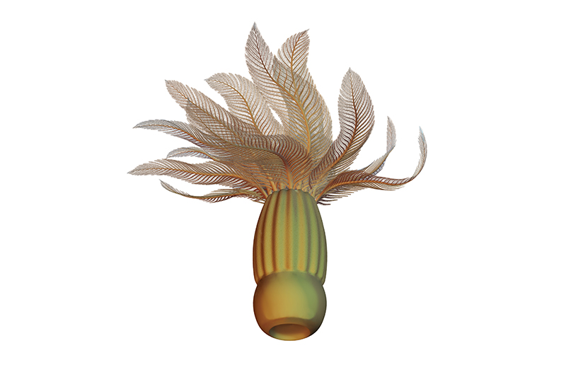 Rekonstruktion des Federpolyps †Xianguangia sinica, eines ausgestorbenen Stammlinienvertreters der Nesseltiere (Quallen, Korallen & Co.)